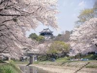 岡崎城公園の桜の写真