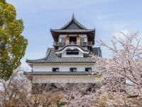 国宝犬山城と木曽川遊歩道の桜の写真