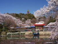 日本モンキーパークの桜の写真