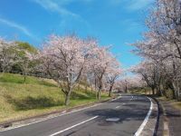 鹿深夢の森の桜の写真