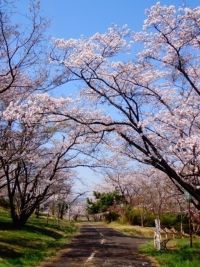 にごり池自然公園の桜の写真