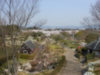 じゅらくの里の桜の写真