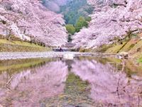 七谷川「和らぎの道」の桜の写真