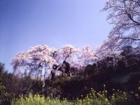 地蔵禅院のシダレザクラの写真