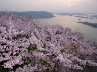 筆影山の桜