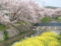桜土手の桜並木の写真
