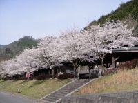 大原湖キャンプ場の桜の写真
