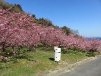 小積の河津桜の写真