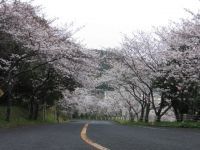 津峯公園の桜