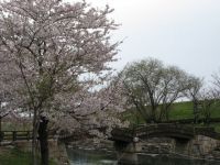 岩脇公園の桜