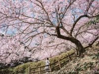 金竜山農村公園の桜