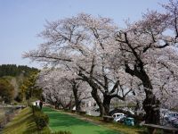 滝の宮公園の桜の写真