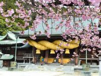 宮地嶽神社の桜の写真