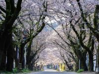 秋月 杉の馬場の桜の写真