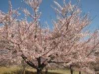 熊本県野外劇場アスペクタの桜の写真