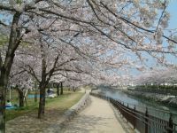 平和市民公園の桜の写真