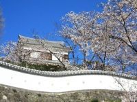 臼杵城跡の桜の写真
