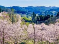 長湯温泉 しだれ桜の里の桜の写真