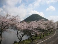 藺牟田池の桜の写真