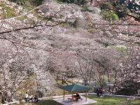 観音ヶ池市民の森の桜の写真