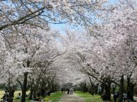 鹿児島県伊佐市 忠元公園の桜の写真