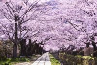哲学の道の桜の写真