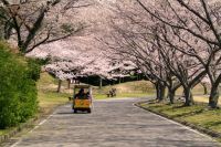 つま恋リゾート彩の郷の桜の写真