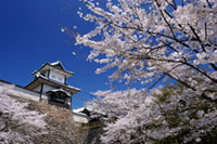 金沢城公園の桜の写真