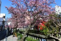 あたみ桜 糸川遊歩道の桜の写真