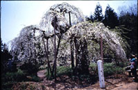 杉の糸桜の写真