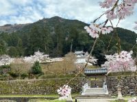 出石城跡の桜の写真
