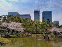 日比谷公園の桜の写真