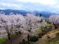小出公園の桜の写真