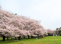 野川公園の桜の写真