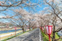 久世トンネル桜の写真