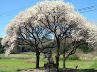 庄司戻しの桜の写真