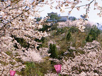 吉野山公園の桜の写真
