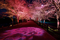 打上川治水緑地の桜の写真