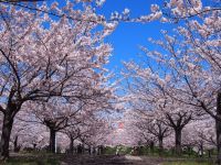 さくら広場（幕張）の桜の写真