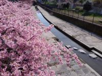 淀水路の河津桜の写真
