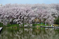 さくら近隣公園の桜の写真