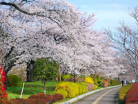 武蔵国分寺公園の桜の写真