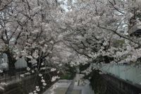 麻生川の桜の写真