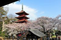 法華経寺（中山鬼子母神）の桜の写真
