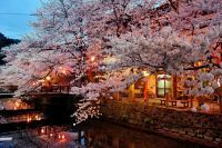 城崎温泉の桜の写真