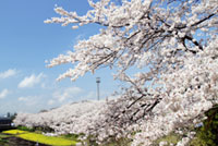 尾根緑道の桜の写真