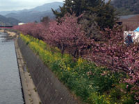 伊東温泉の桜の写真