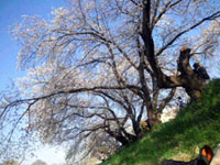 北越谷元荒川堤の桜の写真