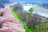 福生市・多摩川堤防沿いの桜の写真