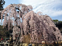 氷室神社の桜の写真